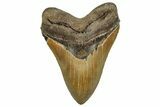 Serrated, Fossil Megalodon Tooth - North Carolina #328304-1